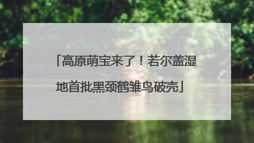 高原萌宝来了！若尔盖湿地首批黑颈鹤雏鸟破壳